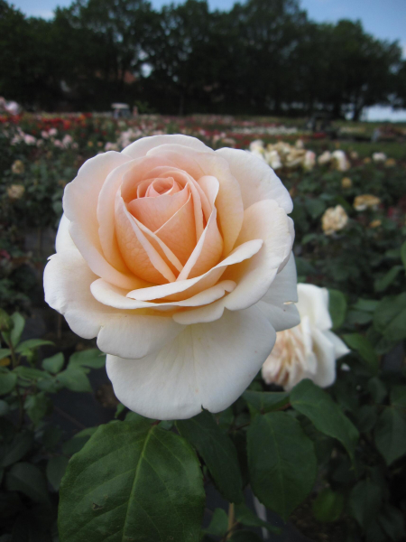 Edelrose Courage 1